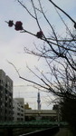 梅.jpg