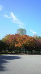 紅葉.jpg