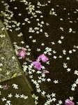花びら.jpg